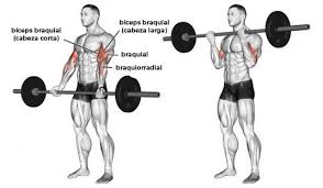 Curl de Bíceps con Barra